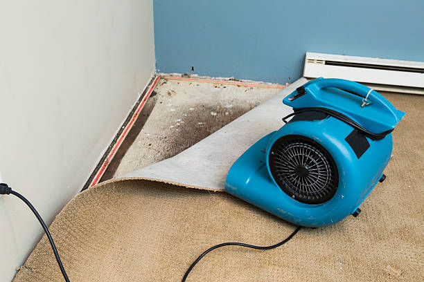 Best Mold removal after water damage  in Kayenta, AZ